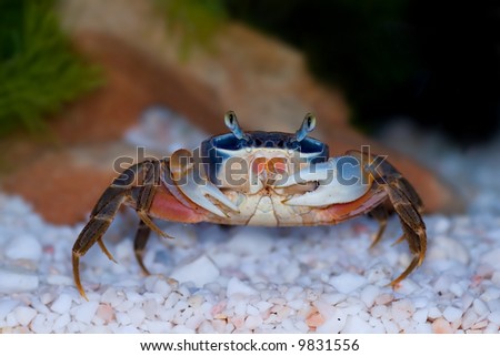 Rainbow crab under water
