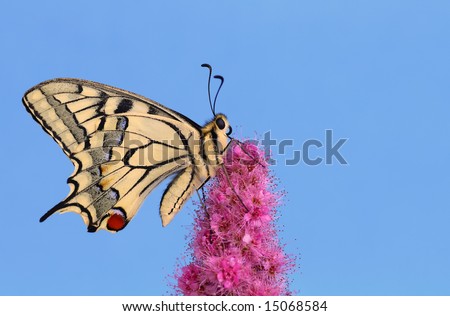 Swallowtail butterfly isolated  on blue