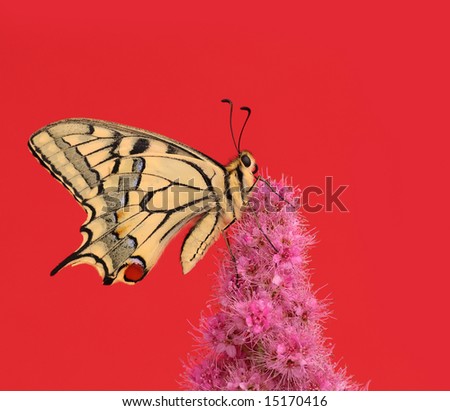 Swallowtail butterfly isolated on red