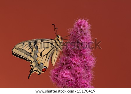 Swallowtail butterfly isolated on brown