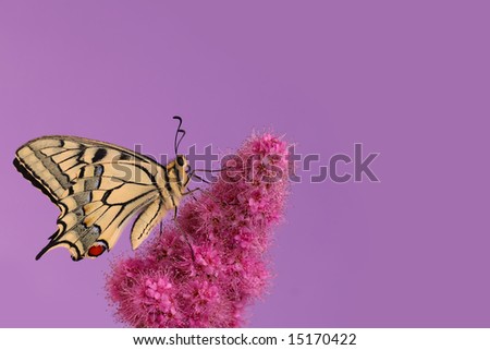 Swallowtail butterfly isolated on violet