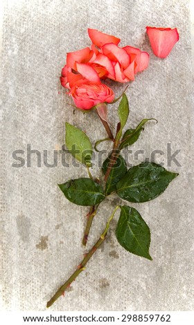 a rose spring with both the stem and the bud cut and splitted, against rough gypsum fiber concrete background, topview