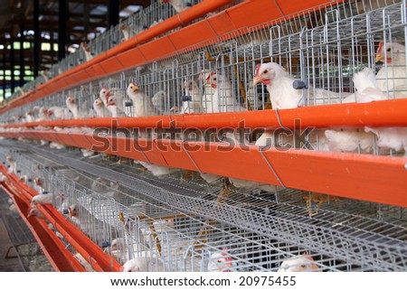 egg-laying chicken cooped in a poultry farm