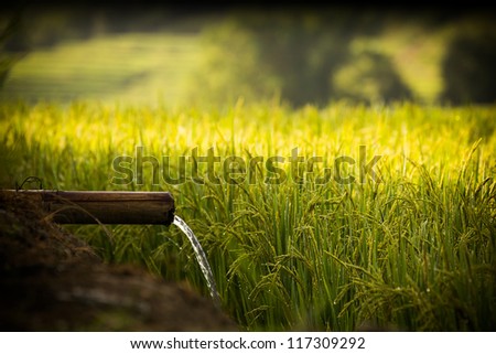 Water and Rice is importance For Life Terraced Paddy Field in Mae-Jam Village , Chaingmai Province , Thailand