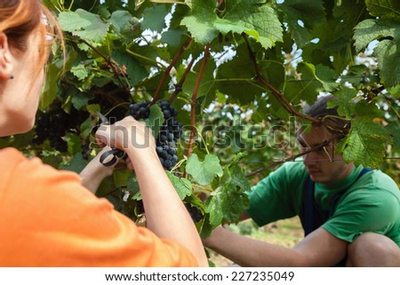 Couple Harvesting Grapes In Vineyard
