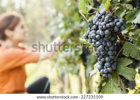 Young Woman Harvesting Grape. Focus Is On Bunch Of Grapes