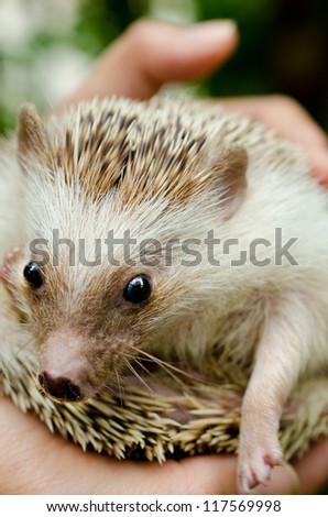 African pygmy hedgehog on hand holding
