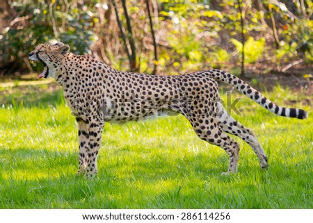Yawning  Cheetah in the savannah - animal in wildlife