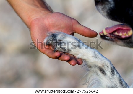 Dog paw and human hand - friendship concept
