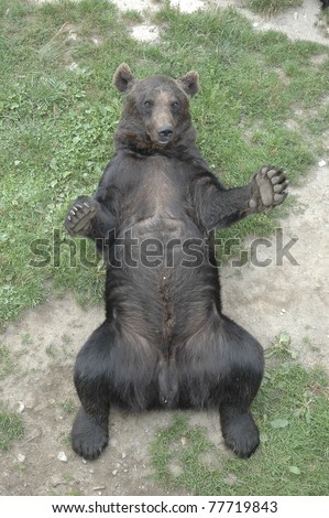 brown bear lying on his back