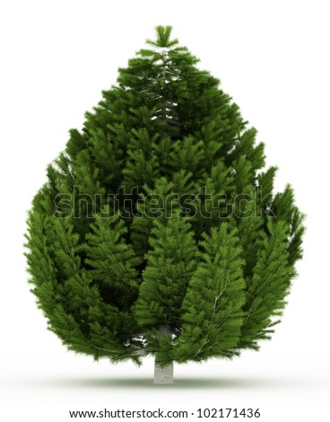 Dwarf Bosnian Pine