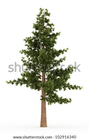 3d Eastern White Pine Tree Isolated Over White Stock Photo 102916340