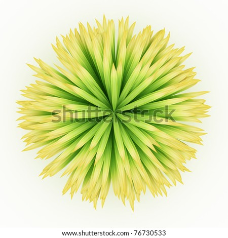 top view of lush long leaves grass isolated over white