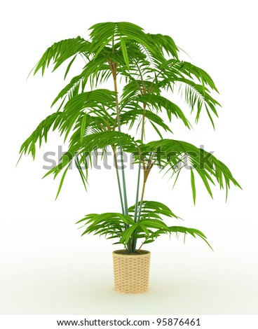 Bonsai Palm