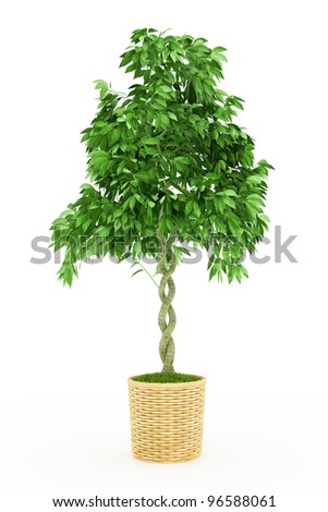 Bonsai Pots on Bonsai Big Leaf Plant In Wooden Pot Isolated Over White Stock Photo