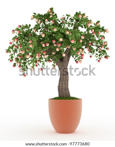 Apple Tree Bonsai