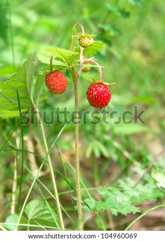 ripe wild strawberries on a tree in the forest