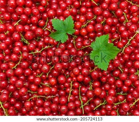 background of ripe juicy red currant berries. top view - horizontal photo.