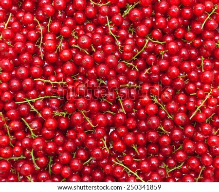 ripe juicy red currant berries. horizontal photo.
