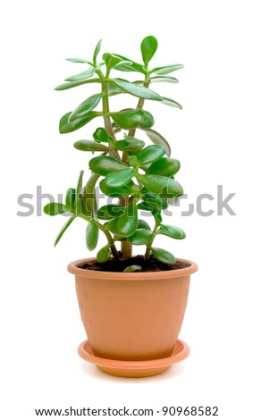 Green Pot Plant