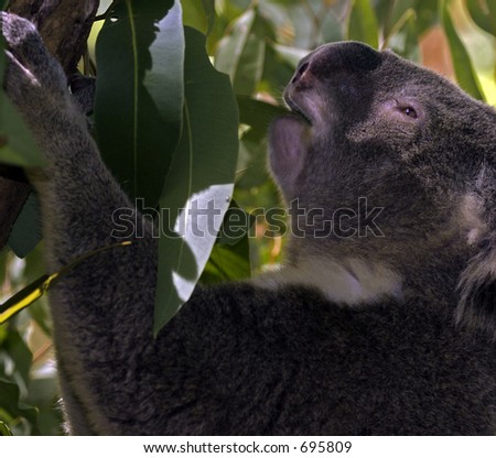 koala bear eating leaves