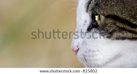 tabby cat with strong eyes