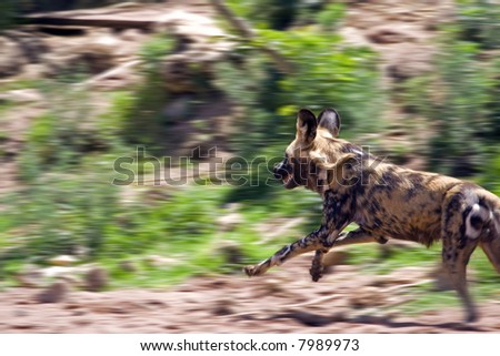 african painted dog running at full speed