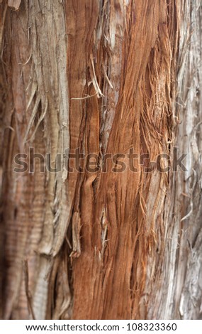 the bark of pine trees as the background