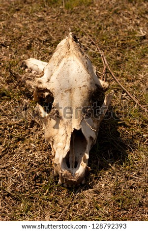 the skull of an animal in the grass