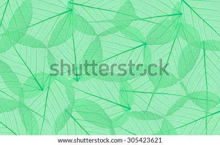 Decorative green skeleton leaves background