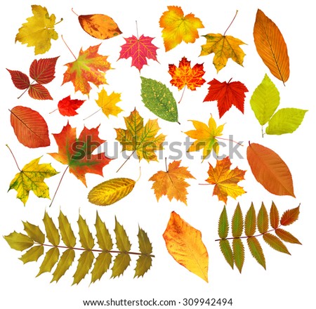 collection beautiful colourful autumn leaves isolated on white background