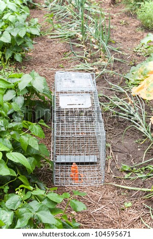 An angled view of a live bait trap set in a row of a vegetable garden