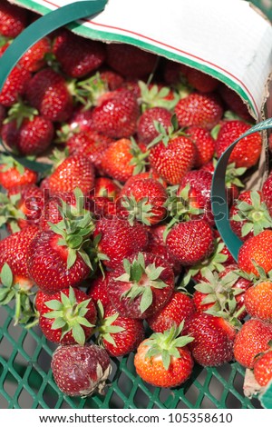 An angled top closeup view of freshly picked field strawberries sprawled out on a green cast iron patio table with quart baskets in the background.