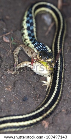A macro shot from the top of  a leopard frog being devoured by a garter snake with sharp focus on the snake\'s head.