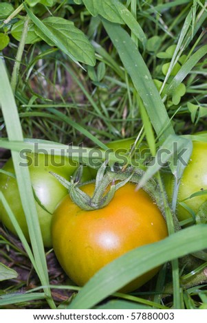 Close-up of Beefsteak tomatoes ripening in the field.