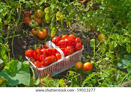 Angle-view of a basket of ripe field tomatoes sitting in the garden.
