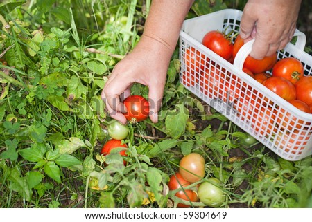 Hand picking ripe field tomatoes from the garden.