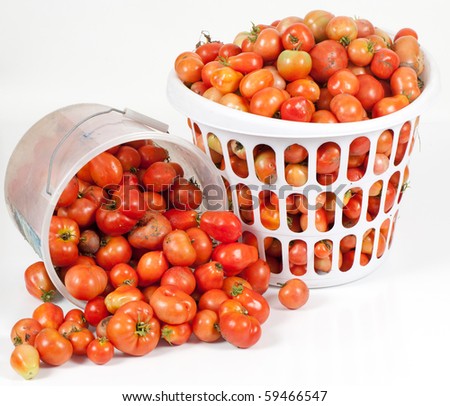 A studio shot a two baskets of field tomatoes, one is tipped forward with tomatoes spilling out and the other is standing upright.