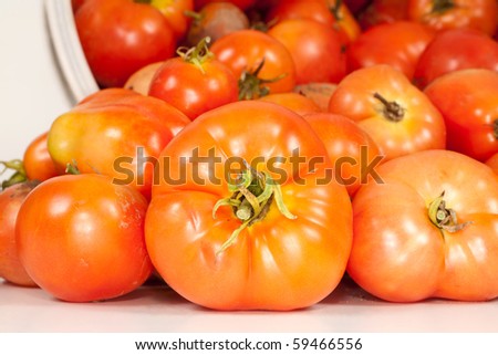 A studio front close-up view of a freshly picked field tomatoes fallen out of its bucket.