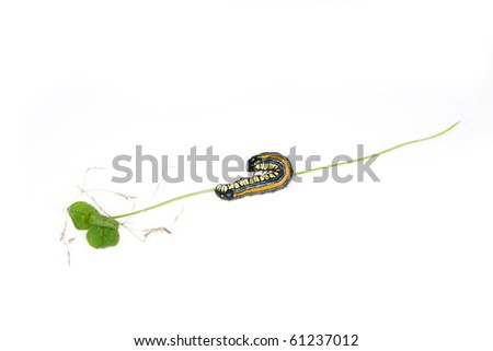 An angled studio shot of a caterpillar hanging on to a tiny plant.
