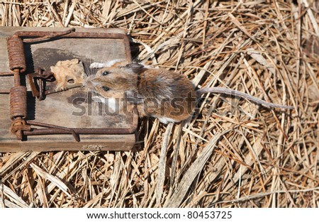 A top view of a field mouse caught in a rat trap on a row of hay.