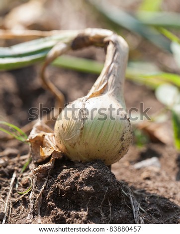 A closeup of a single onion plant in the garden, highlighting the bulb with its roots exposed.