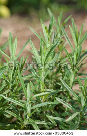 A closeup  of some sprigs of the herb rosemary growing in the garden