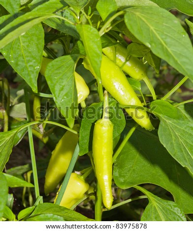 A closeup of a group of young banana peppers growing on the plant after the garden was watered.