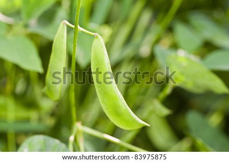 A closeup of a couple of young green lima beans growing on the vine in the garden.