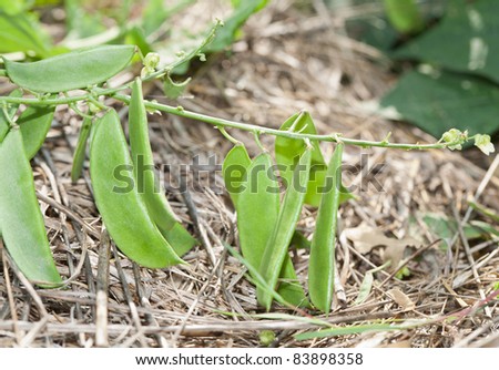 A closeup of a low hanging lima bean vine hovering above the straw garden aisle.