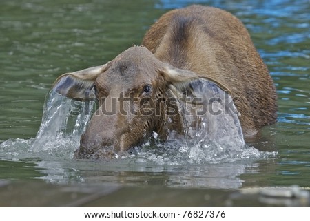 Water falling off a Moose while raising her head after eating Aquatic plants