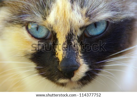 Portrait of a cat close-up. Cat face close up