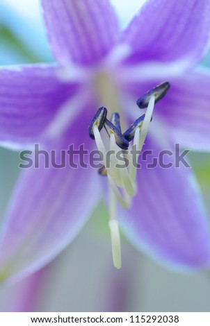 core bell flower close-up. stamens of the flower