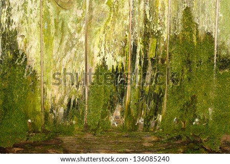 background. rotten boards are covered with moss and mildew. moss texture